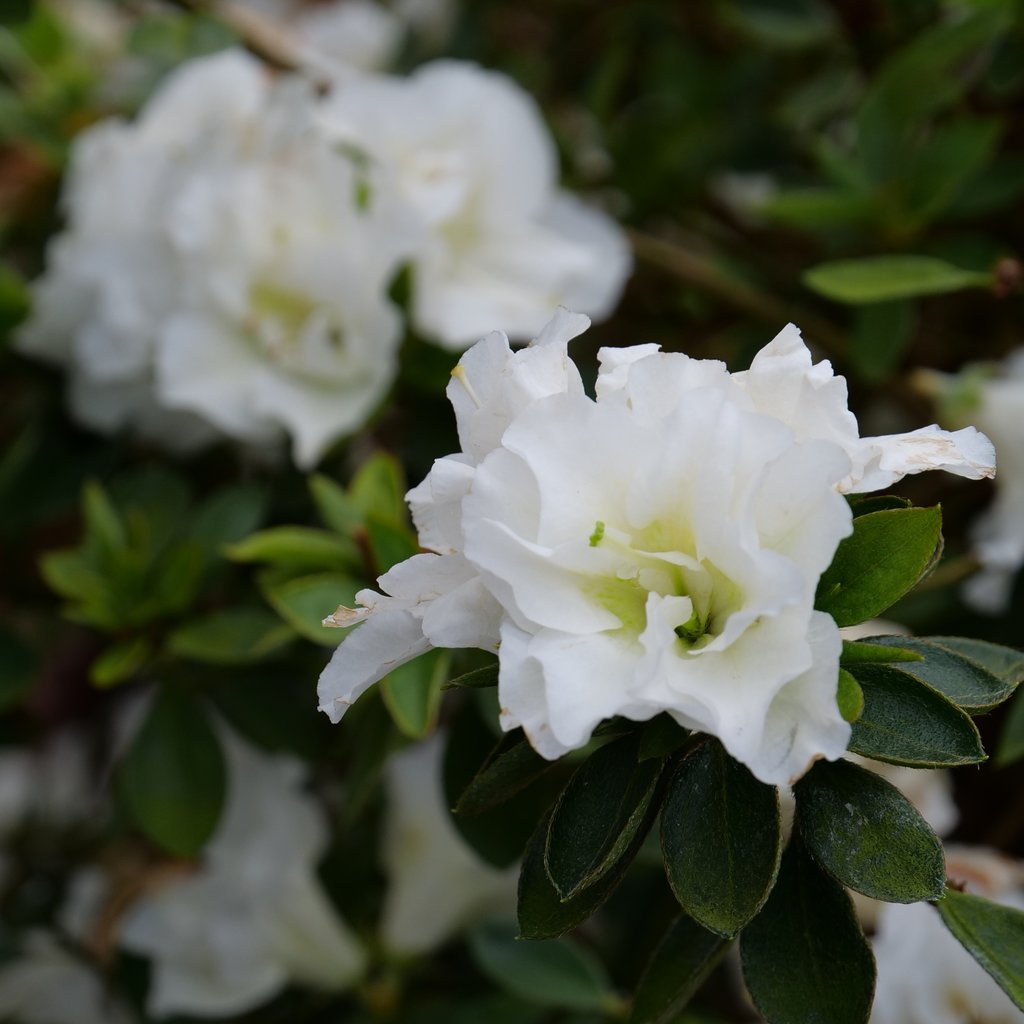 Azalea Blomsterfrø Hvide til udplantning 100 stk