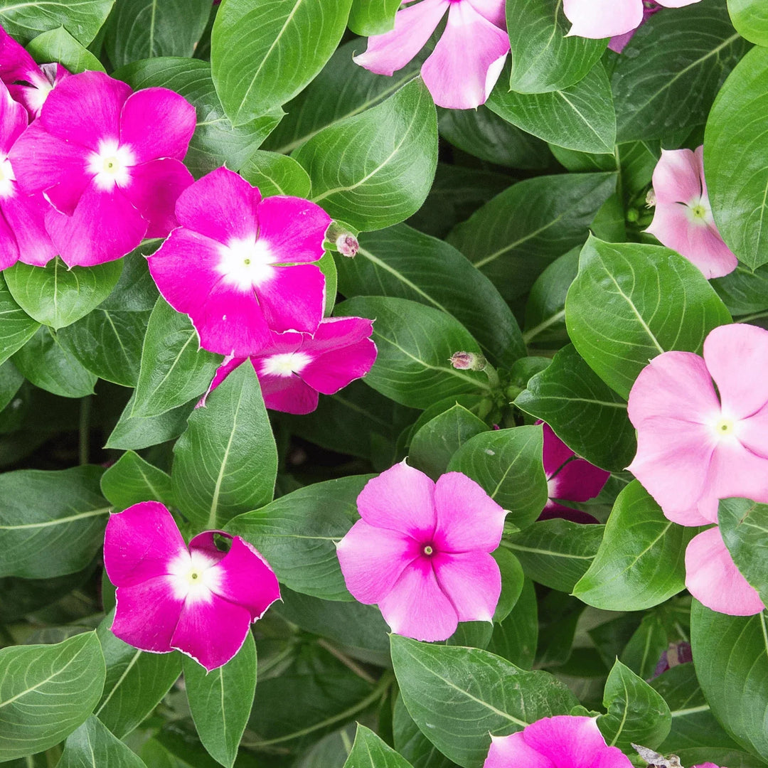 periwinkle vinca flower seeds
