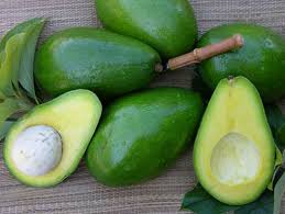 Persea americana Avocado (Butter Fruit) Seeds for Planting