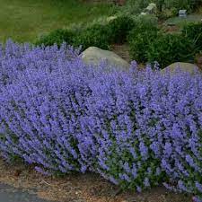 Persian Catmint (Nepeta mussinii) Seeds for Planting