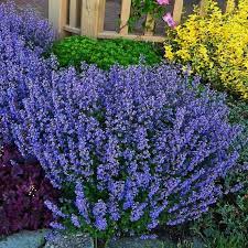 Persian Catmint (Nepeta mussinii) Seeds for Planting