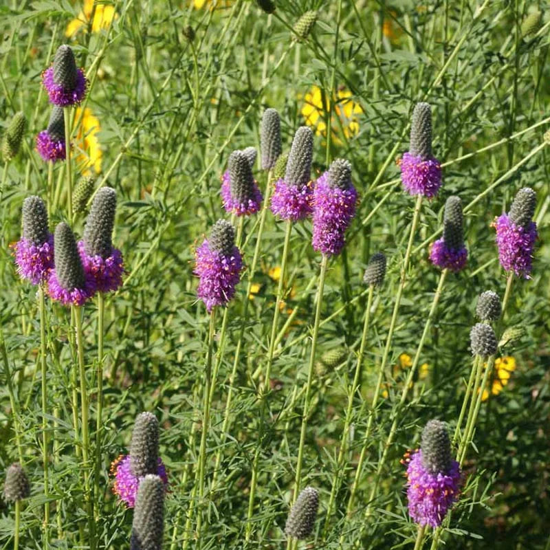 Heirloom Non-GMO Prairie Wildflower Seeds for Planting – Native Perennial Mix for Pollinator Gardens