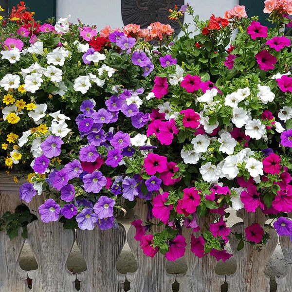 Petunia Flower Seeds for Planting Mixed Color 100 pcs