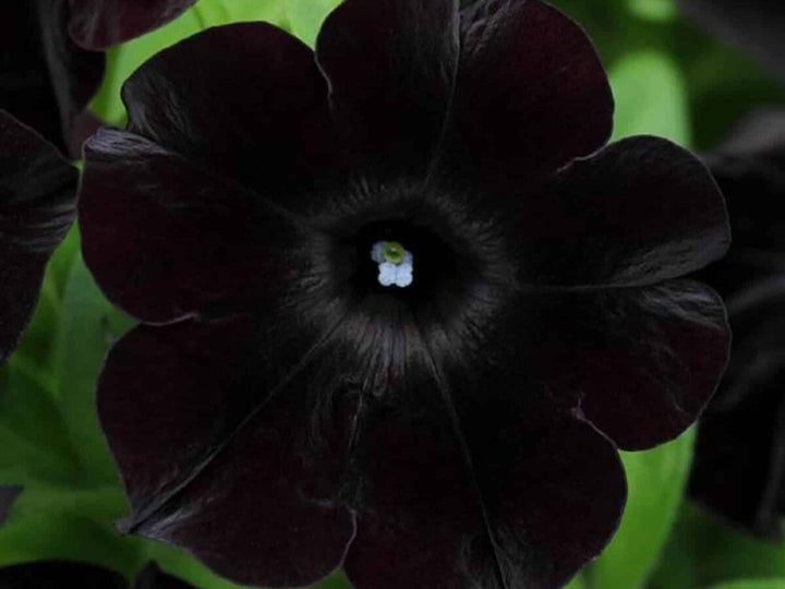 Black Cherry Petunia Flower Seeds for Planting - Heirloom, NON-GMO, Easy to Grow Garden Blooms