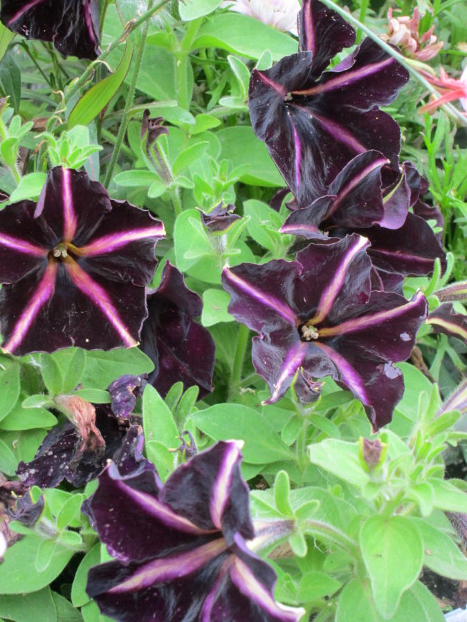 Black Purple Petunia Flower Seeds for Planting - Heirloom, NON-GMO, Beautiful Garden Blooms