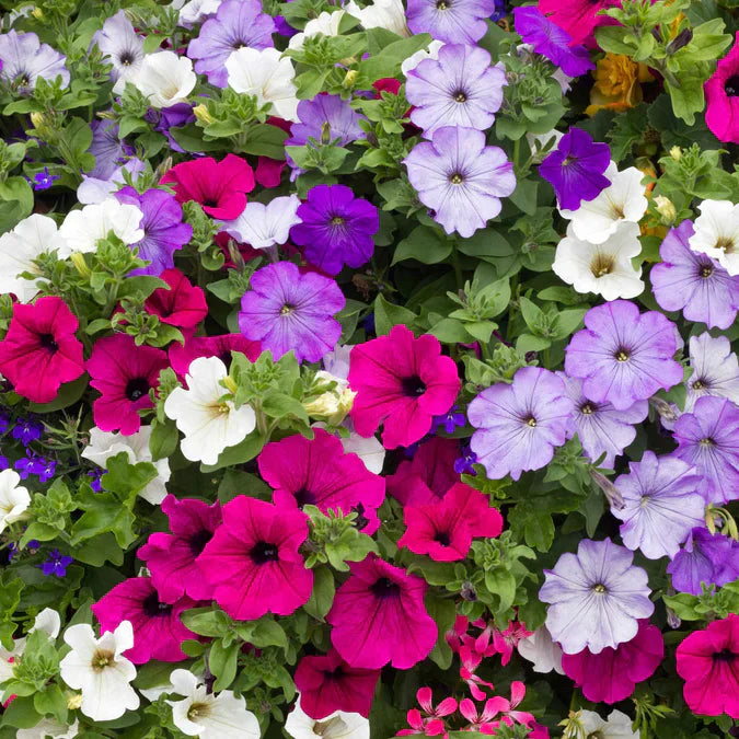 petunia hybrida flower seeds