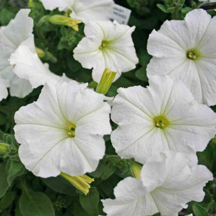 White Petunia Grandiflora Seeds – Heirloom, Non-GMO Flower Seeds for Garden Planting