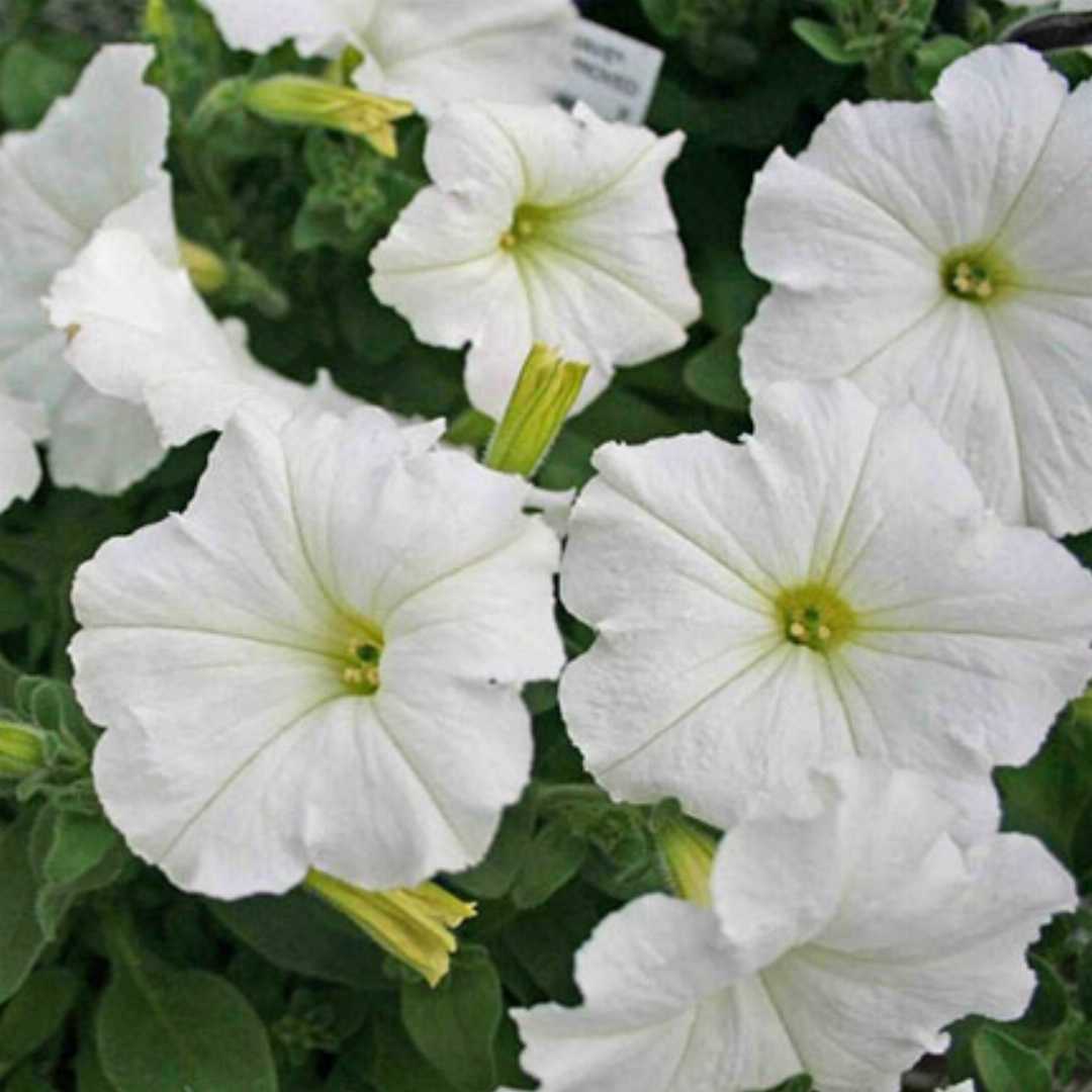 white petunia flower seeds