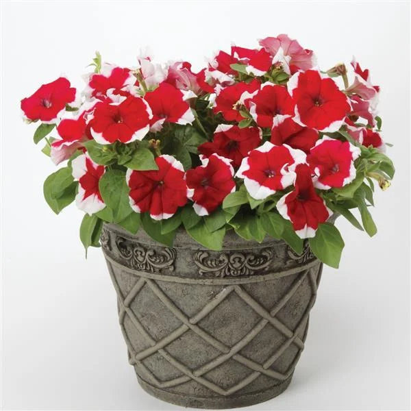 Fresh Petunia Hybrida Hanging Flower Seeds for Planting, Red 100 pcs