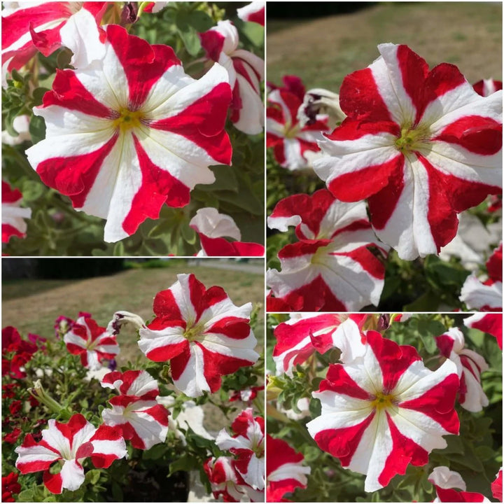 Friske Petunia Hybrida hængende blomsterfrø til udplantning, rød 100 stk