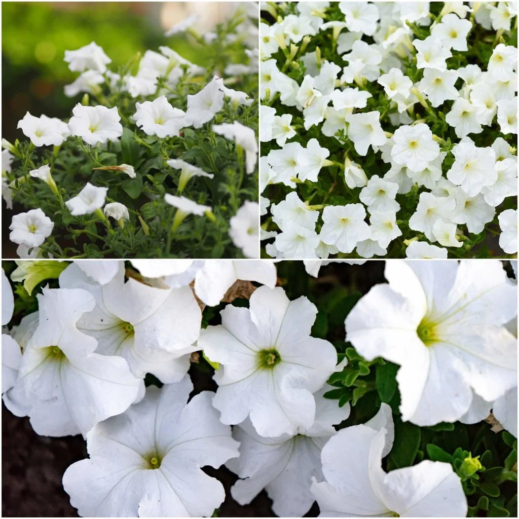 Petunia Blomsterfrø til udplantning - Hvide 100 stk