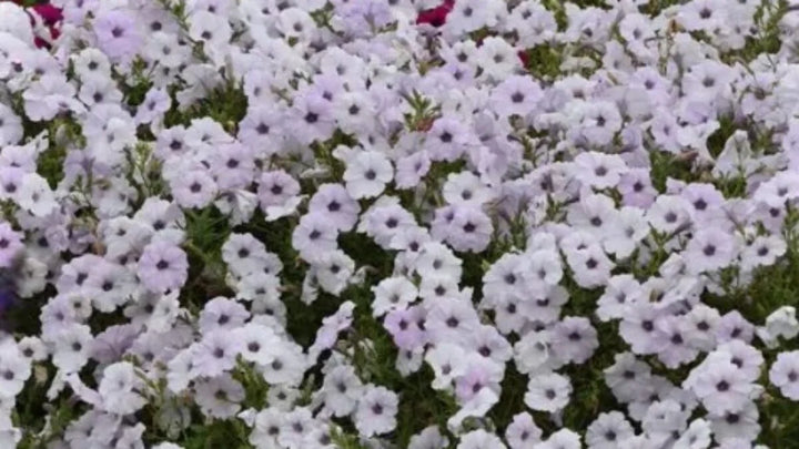 Petunia Tidal Wave Silver Flower Seeds for Planting - Heirloom, NON-GMO, Spreading Garden Blooms