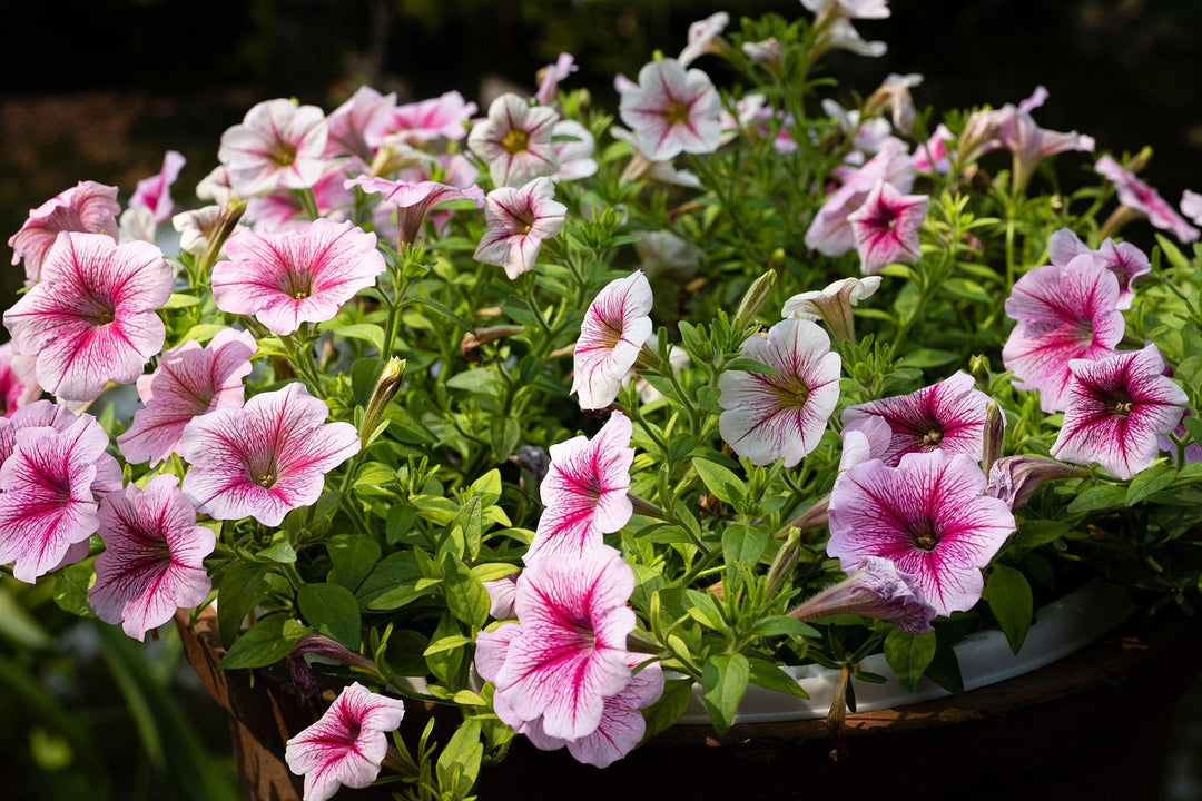 pink white flower seeds