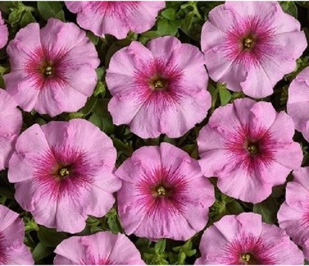 Petunia Blomsterfrø til Plantning Lyserød 100 stk