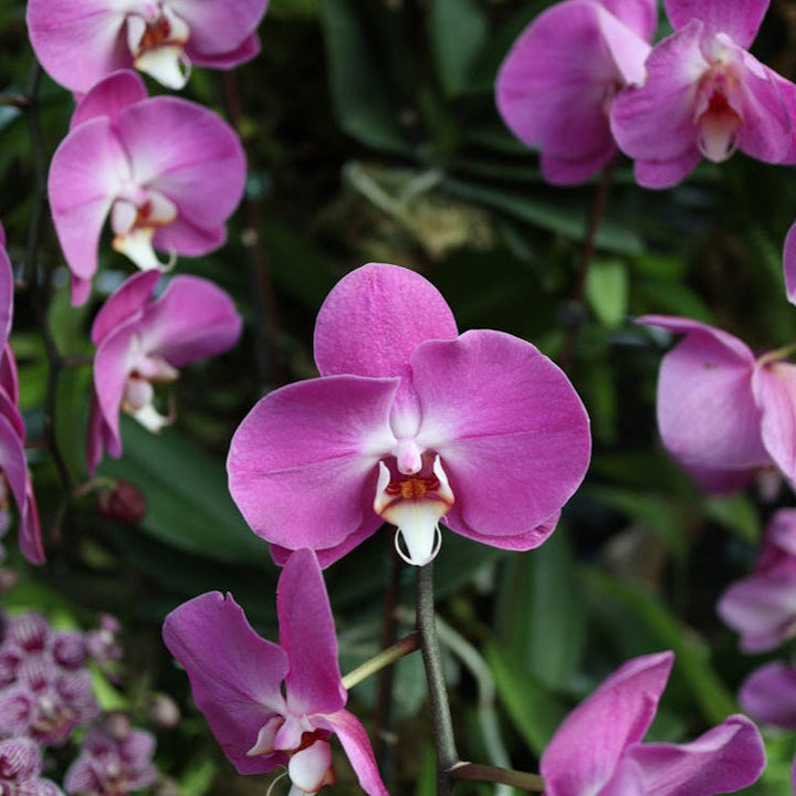 purple butterfly flower seeds