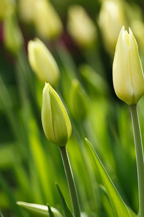 Dybgrønne Tulipan Blomsterfrø 100 stk