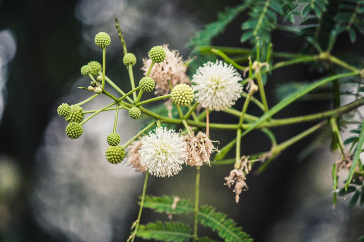 Heirloom River Tamarind Flower Seeds, Non-GMO Fast-Growing Blooms for Shade and Garden Planting