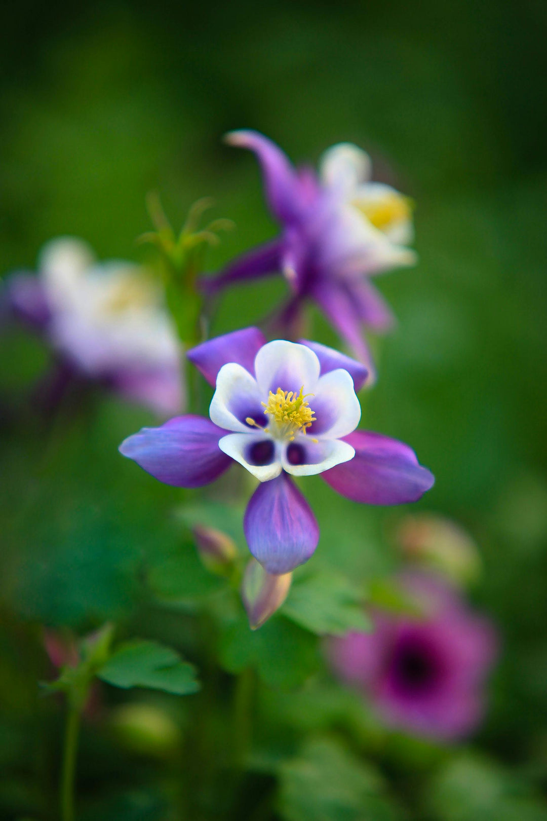 Columbines Purple Flower Seeds for Planting – Organic, Heirloom, Non-GMO Seeds
