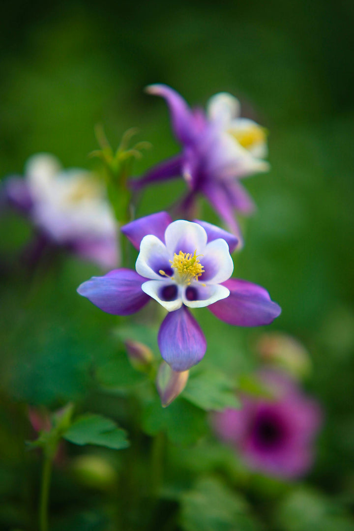 Columbines Purple Flower Seeds for Planting – Organic, Heirloom, Non-GMO Seeds