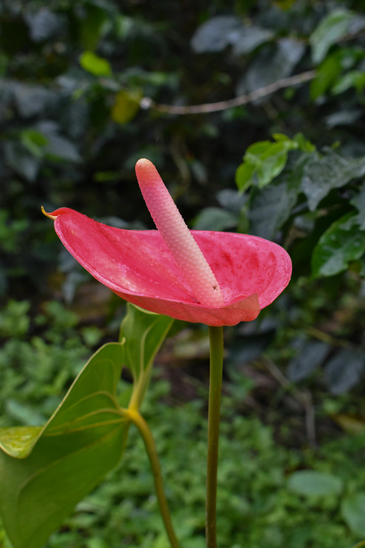 Pink Anthurium Flower Seeds for Planting – Heirloom, Non-GMO, High Germination Tropical Garden Seeds