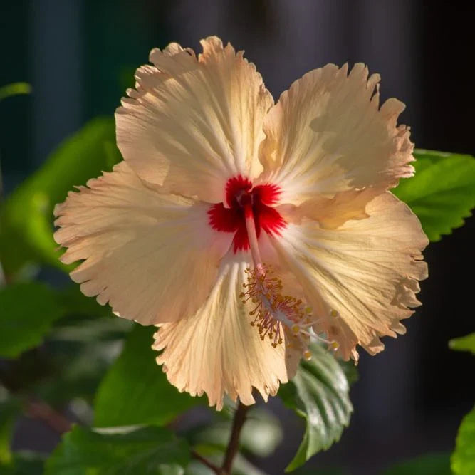 orange white flower seeds