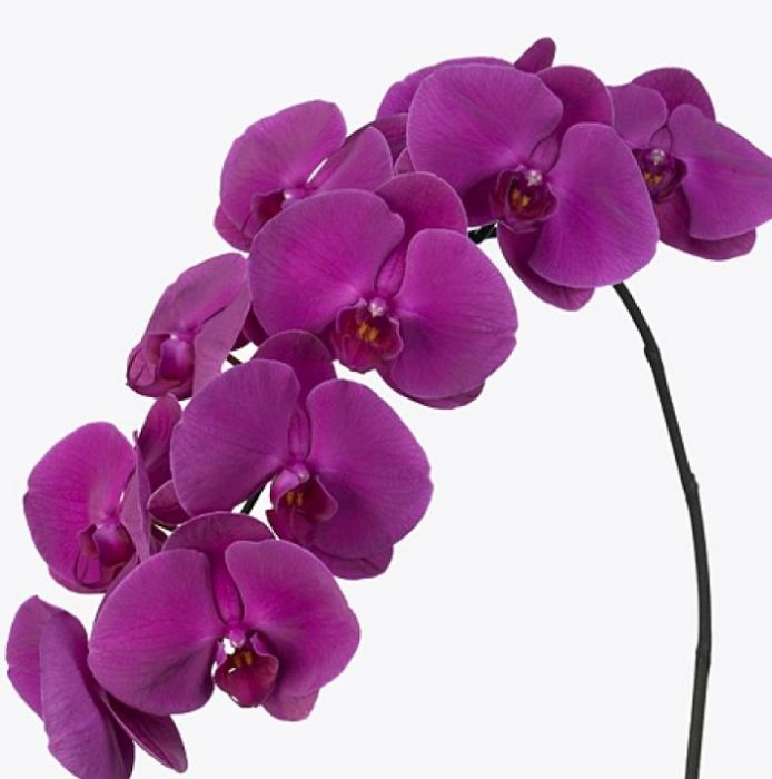 Heirloom Non-GMO Purple Phalaenopsis Orchid Flower Seeds for Planting – High Germination Organic Garden Seeds