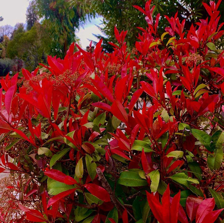 Røde Photinia plantefrø til udplantning, friske, 100 stk