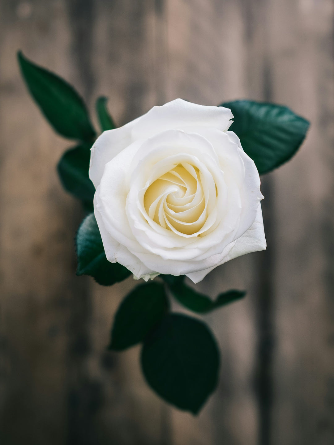 White Rose Flower Seeds – Heirloom Non-GMO Seeds for Planting