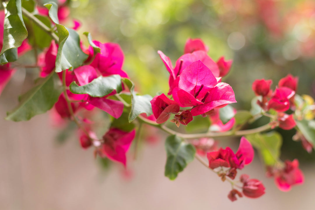 Bougainvillea blomsterfrø til udplantning, rød, 100 stk