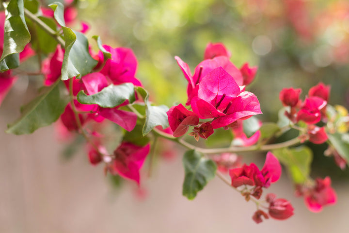 Bougainvillea blomsterfrø til udplantning, rød, 100 stk