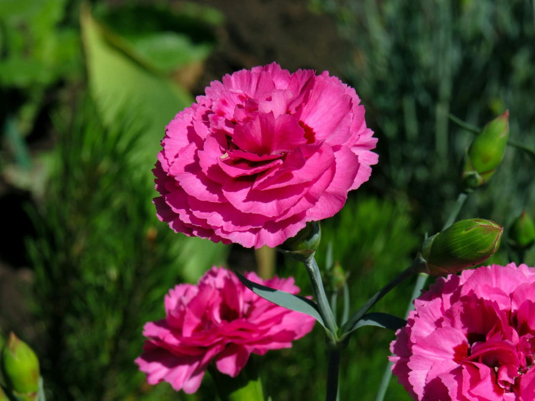 carnation flower flower seeds