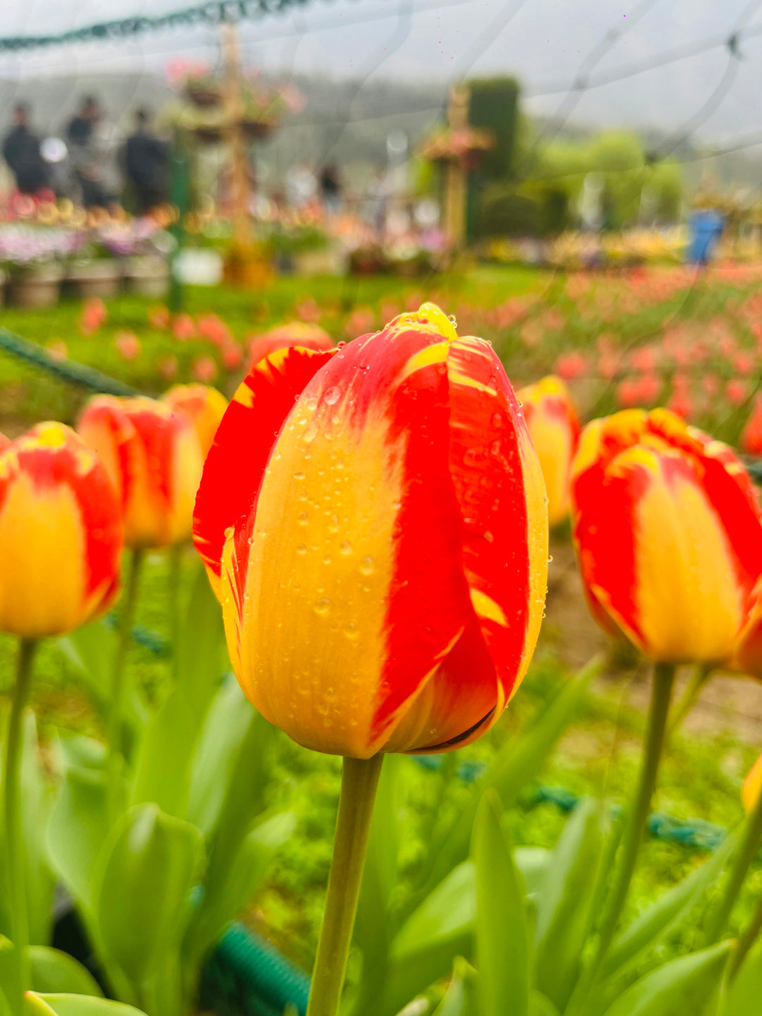 tulip plant seeds Red Yellow Tulip Seeds – Heirloom, Non-GMO, Vibrant – Neeraseeds