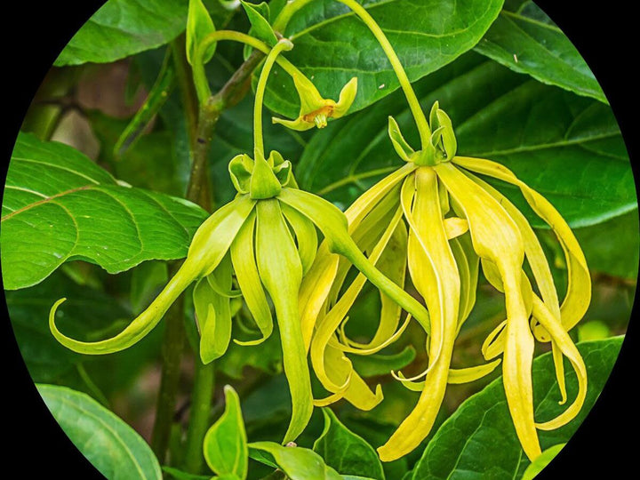 Odorata blomsterfrø til plantning - 100 stk