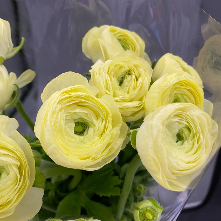 Light Yellow Ranunculus Flower Seeds – Heirloom Non-GMO High Germination Organic Garden Seeds for Planting