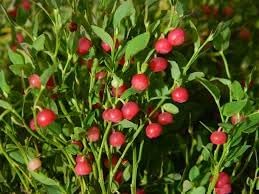 Physalis Alkekengi Seeds for Planting