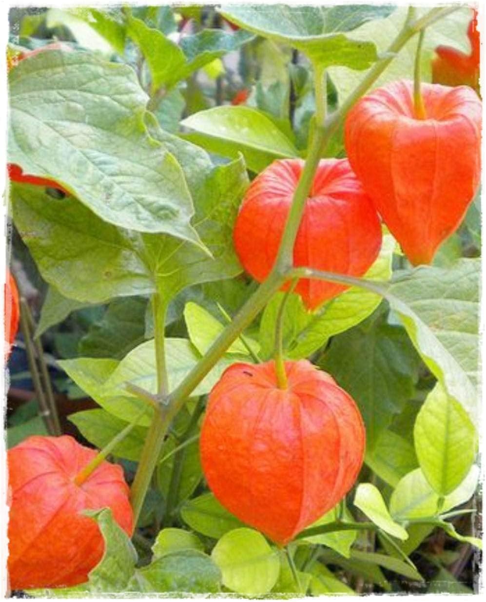 Physalis Fruit Seeds Red NON GMO Seeds