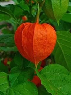 Physalis Fruit Seeds Red NON GMO Seeds