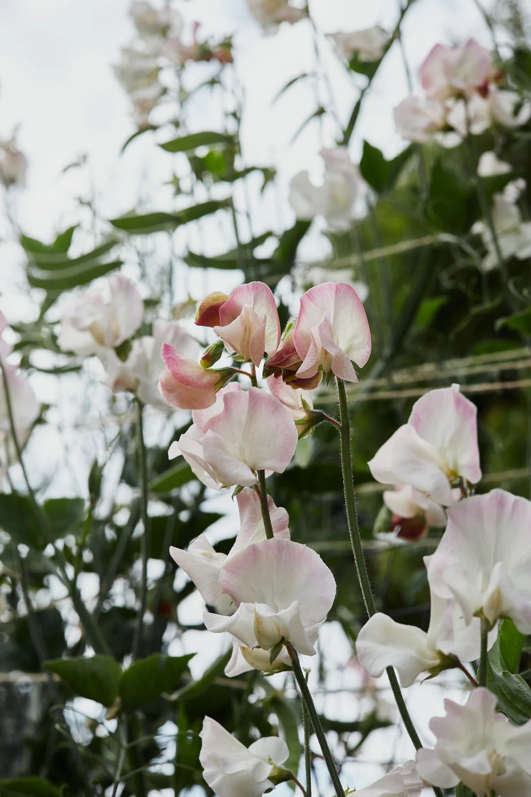 Sweet Pea 'Piggy Sue' Flower Seeds – Heirloom, Non-GMO, High Germination Fragrant Blooms for Garden Planting