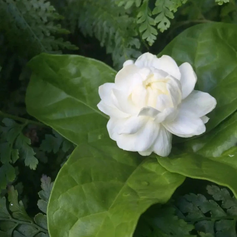jasmine flower seeds near me Organic Jasminum Flower Seeds for Planting – Heirloom, Non-GMO, Fragra – Neeraseeds