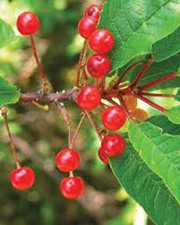 Pin Cherry (Prunus pensylvanica) Fruit Seeds for Planting