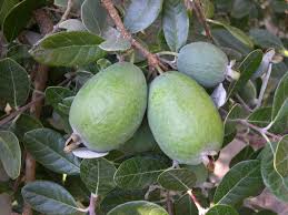Pineapple Guava (Feijoa) Fruit Seeds for Planting