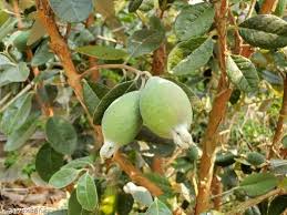 Pineapple Guava (Feijoa) Fruit Seeds for Planting