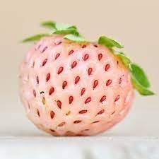 Pineberry White Strawberry Fruit Seeds for Planting