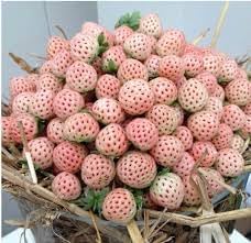Pineberry White Strawberry Fruit Seeds for Planting