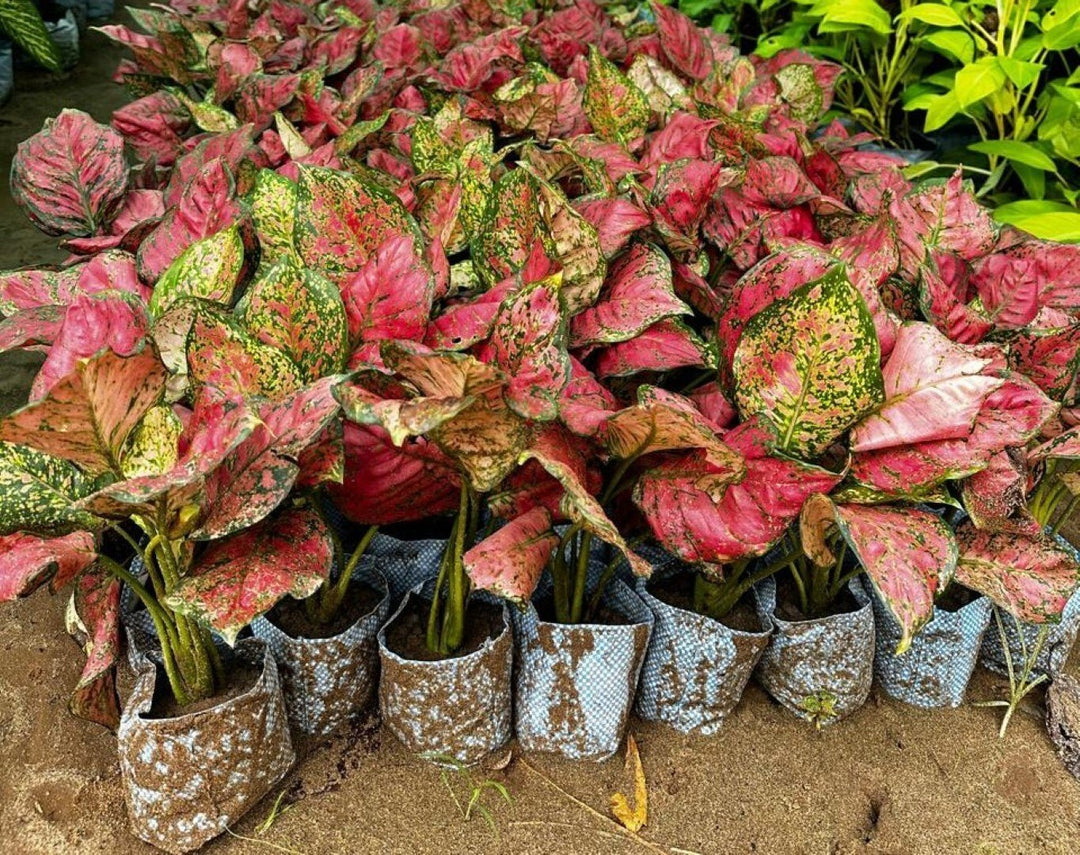 aglaonema seed Pink Aglaonema Plant Seeds for Planting, NON GMO Seeds- 100 pcs