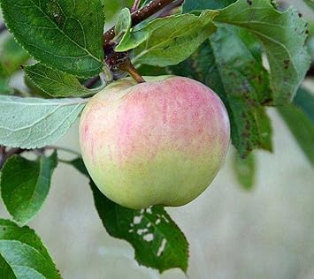 Pink and Green Apple Fruit Seeds for Planting