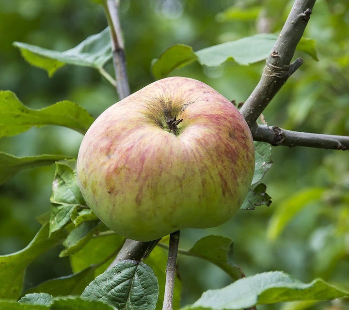 Pink and Green Apple Fruit Seeds for Planting