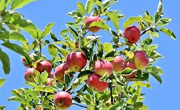 Pink and Yellow Apple Fruit Seeds