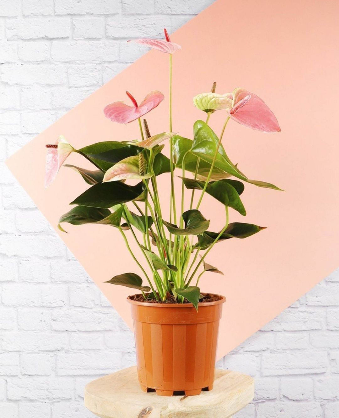 Anthurium Hvid Pink Blomsterfrø til Plantning 100 stk