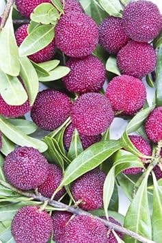 Pink Arbutus Bayberry Fruit Seeds for Planting